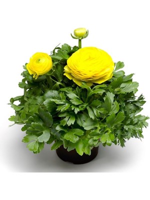 Şakayık Tohumu (Kalıcı ve Katlı Çiçek) - Sarı Renkli - 5 Tohum