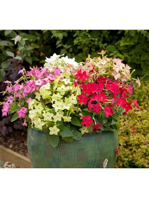 Tütün Çiçeği Tohumu (Keskin Kokulu) Karışık Renkli - 10 Tohum