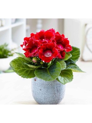 Bardak Menekşesi Tohumu (Katmerli Büyük Çiçek) Kırmızı Renkli - 5 Tohum