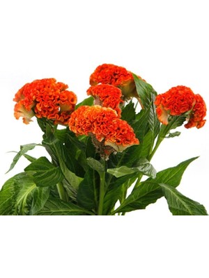 Horoz Ibiği Balta Tohumu Japon - Turuncu Renkli (20 Tohum)