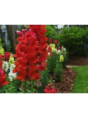 Ateş Kırmızı Renk Uzun Boylu Aslan Ağzı (25 Tohum)