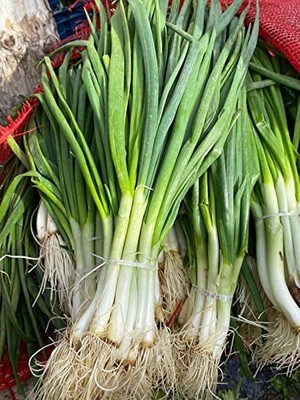 Doğal Yeşil Soğan Tohumu Beyazbilek