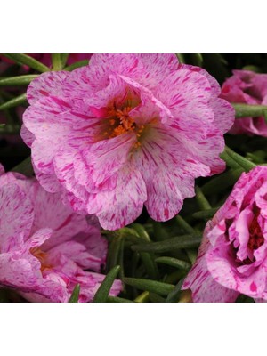 Ipek Çiçeği Tohumu ( Katmerli Çok Çiçekli ) Kırcıllı Kırmızı Renkli - 40 Tohum