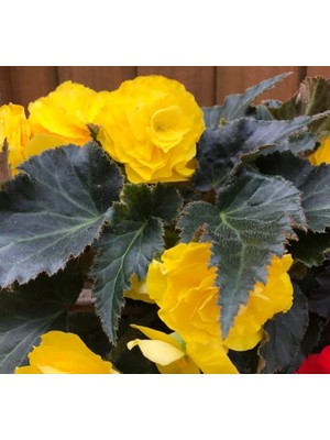 Begonya Tohumu (Katmerli, Kırmızı Yaprak) Sarı Renkli - 8 Tohum