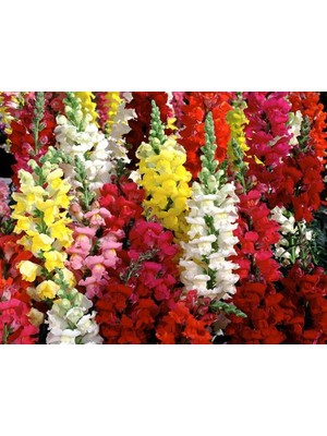 Karışık Renk Uzun Boylu Aslan Ağzı (25 Tohum)