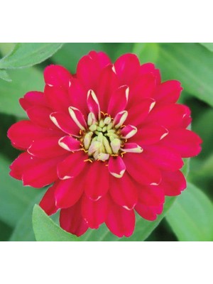 Kırmızı Kirli Hanım F1 Tohumu (10 Tohum)