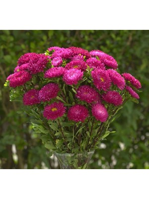 Kasımpatı Çiçeği Tohumu (Uzun Boylu, Kesimlik) Gül Renkli - 5 Tohum