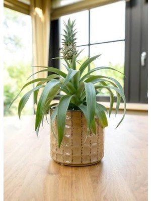 Zahra Seramik Kahve Saksı 14X13CM