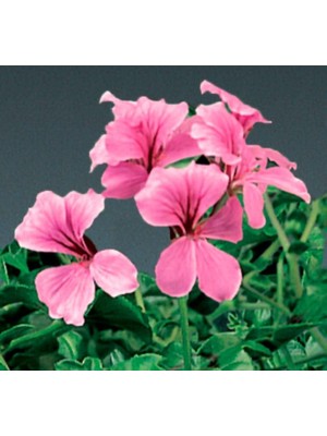 Sakız Sardunya Tohumu - Pembe Renkli (3 Tohum)