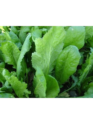 Doğal Tere Tohumu Geniş Yapraklı