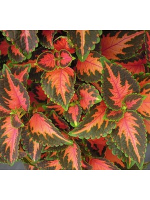 Yaprak Güzeli Tohumu (Geniş Yaprak) - Kırmızı Turuncu Renkli - 20 Tohum
