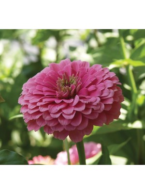 Zinnia - Kirli Hanım Tohumu (Dev Çiçekli, Uzun Boylu) - Pembe Renkli - 5 Tohum