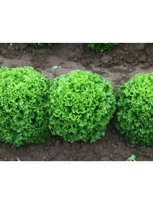 Doğal Marul Tohumu Kıvırcık Arapsaçı