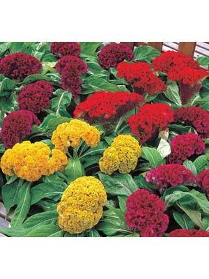 Horoz Ibiği Tohumu (Balta) Karışık Renkli - 20 Tohum