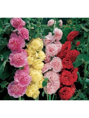Gülhatmi (Katmerli Büyük Çiçekli) - Karışık (5 Tohum)