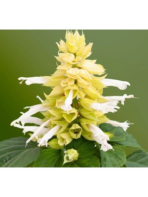 Ateş Çiçeği Tohumu (Bodur Çok Çiçekli) Beyaz Renkli - 15 Tohum