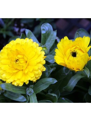 Aynı Sefa Tohumu (Bon Bon Uzun Boylu) - Sarı Renkli - 40 Tohum