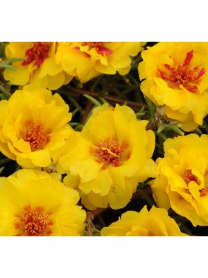 Ipek Çiçeği Tohumu (Katmerli Çok Çiçekli) Sarı Renkli - 40 Tohum