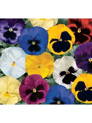 Hercai Menekşe Tohumu (Iri Çiçek, Çift Renk) Karışık Renkli - 10 Tohum