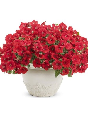 Petunya Çiçeği Tohumu (Iri Çiçekli Bodur) Kırmızı Renkli - 15 Tohum