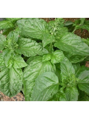 Limon Kokulu Fesleğen - Özel Seri