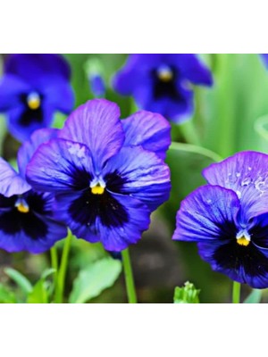 Mavi Gözlü Menekşe Çiçeği Tohumu