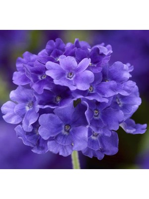 Mavi Mine Çiçeği F1 Tohumu (20 Tohum)