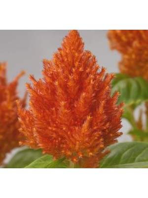 Horoz Ibiği Tohumu (Tüy Uzun Boylu) - Turuncu Renkli - 40 Tohum