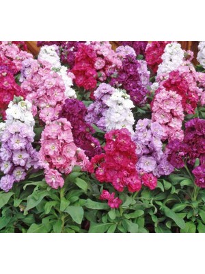 Şebboy Çiçeği Tohumu (Katmerli Keskin Kokulu) Karışık Renkli - 10 Tohum