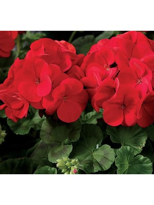 Sardunya Tohumu ( Büyük Top Çiçekli ) Kırmızı Renkli - 5 Tohum