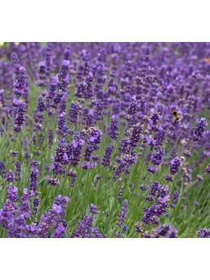 Lavanta Tohumu (Kalıcı Keskin Kokulu) Mavi Renkli - 5 Tohum