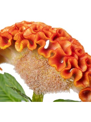 Horoz Ibiği Tohumu ( Balta Geniş Çiçek ) - Turuncu Renkli - 40 Tohum