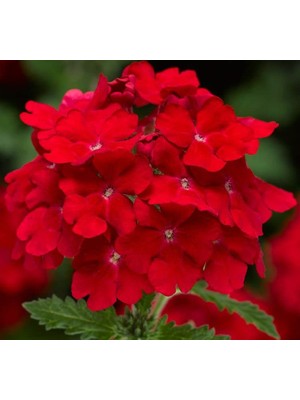 Kırmızı Mine Çiçeği F1 Tohumu (20 Tohum)