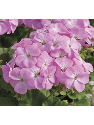 Leylak Gül Sardunya F1 Tohumu (10 Tohum)