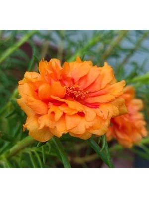 Ipek Çiçeği Tohumu Duble Katlı - Turuncu Renkli (25 Tohum)