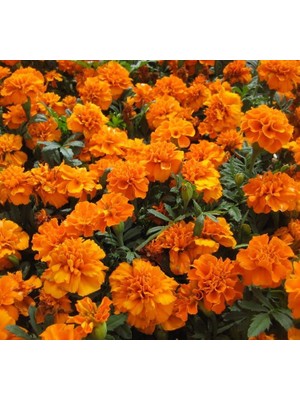 Fransız Kadife Çiçeği Tohumu (Bodur) Turuncu Renkli - 10 Tohum