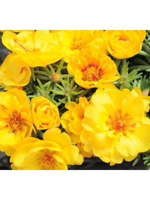 Ipek Çiçeği Tohumu Duble Katlı - Koyu Sarı Renkli (25 Tohum)