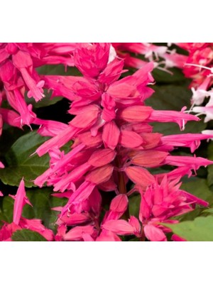 Pembe Ateş Çiçeği - Salvia F1 Tohumu (30 Tohum)