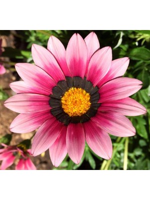 Pembe Gazanya F1 Tohumu (10 Adet)