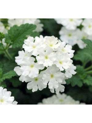 Beyaz Mine Çiçeği F1 Tohumu (20 Tohum)