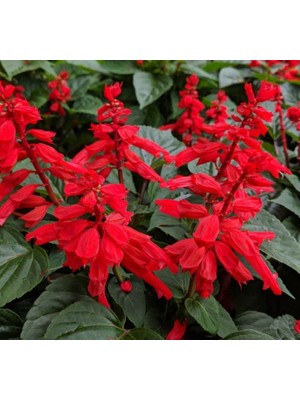 Ateş Çiçeği Tohumu (Bodur Çok Çiçekli) Kırmızı Renkli - 15 Tohum