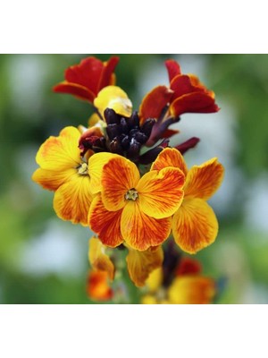 Sarı Şebboy Tohumu (Kokulu) - 25 Tohum