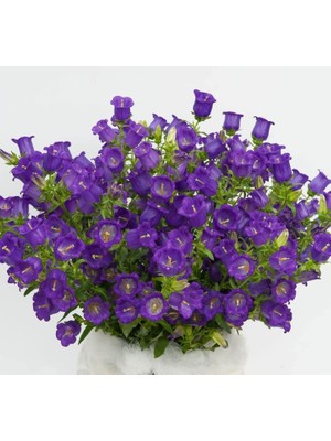 Çan Çiçeği Tohumu (Mini Maviş) Mavi Renkli - 5 Tohum