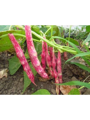 Doğal Barbunya Tohumu