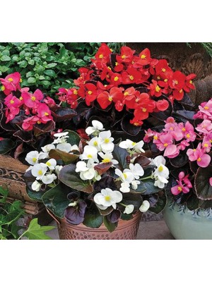 Begonya Tohumu (Şeker - Kırmızı Yaprak) Karışık Renkli - 40 Tohum