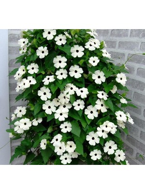 Kara Gözlü Suzan Çiçeği Tohumu - Beyaz Renkli (5 Tohum)