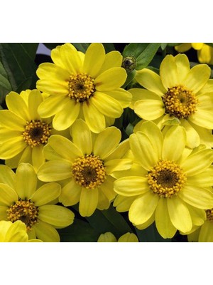 Zinnia Çiçeği Tohumu (Mini Çiçekli, Kirli Hanım) Sarı Kırmızı Renkli - 5 Tohum