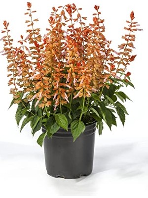 Ateş Çiçeği Tohumu (Bodur Çok Çiçekli) Somon Renkli - 15 Tohum