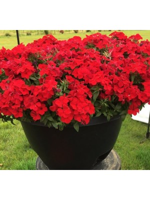 Kırmızı Floks F1 Tohumu (25 Tohum)