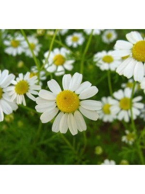 Kalıcı Alman Papatyası F1 Tohumu (10 Tohum)